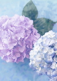 少爷什么电视剧